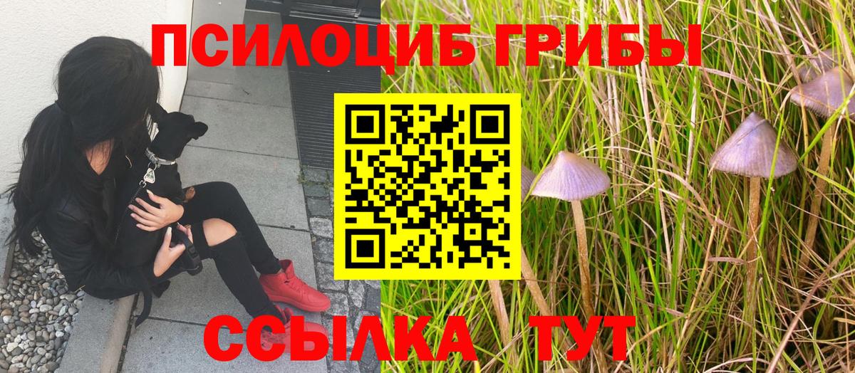Псилоцибиновые грибы Cubensis  Вход с VPN  Кемерово 